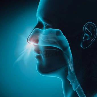 Diagram of human nasal passages and throat, showing airflow.